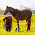 red light therapy wraps for pain relief of horse hock